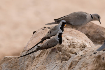 Tourterelle masquée,.Oena capensis, Namaqua Dove