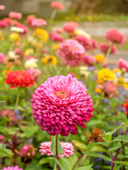 Zinnia flowers are in full blooming