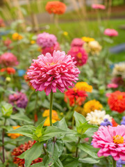 Zinnia flowers are in full blooming