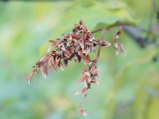 autumn lilac seeds close-up on a green defocused background