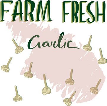 Hand drawn garlic icon. Vector badge vegetable for brochures, banner, restaurant menu and market