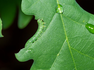 Mała zielona gąsienica na zielonym dębowym liściu