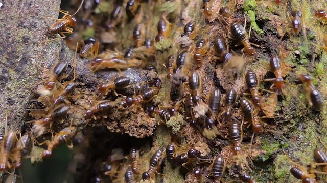 Crowd of termites (Macrotermes) on branch in tropical rain forest. 