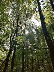 trees in the forest