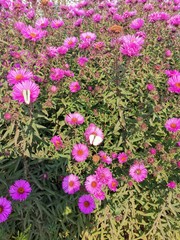 white cabbage butterflies on flowers in the garden
