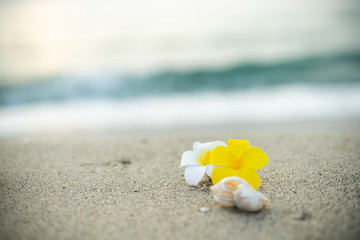 砂浜とプルメリアの花