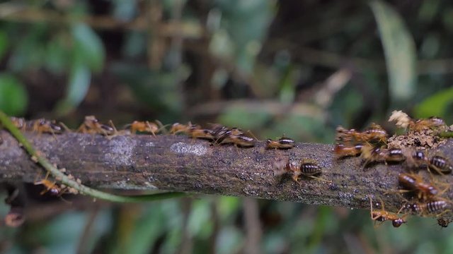 Crowd of termites (Macrotermes) on branch in tropical rain forest. 