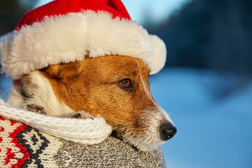 Jack Russell Terrier dog in red Santa hat waiting for Christmas.