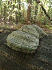 mushroom