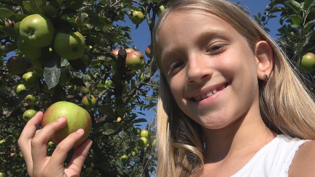 Child Eating Apple, Kid in Orchard, Farmer Girl Studying Fruits in Tree