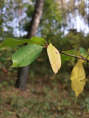 autumn leaves on tree