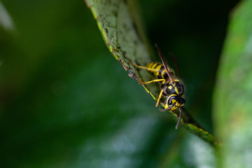 spider on leaf
