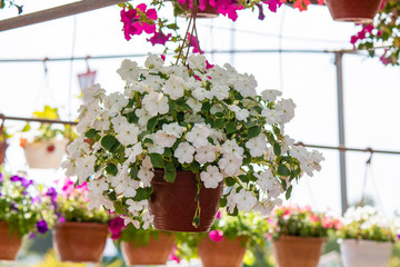 Fototapeta premium Close-up shoot of white plant of garden balsam. It was taken in the garden market, hanging from the flowerpot.