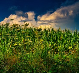 grass and sky