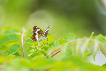 アサマイチモンジ