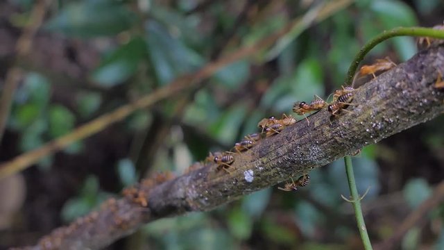 Crowd of termites (Macrotermes) on branch in tropical rain forest. 