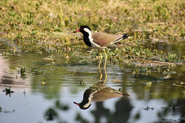 Wildlife And Nature