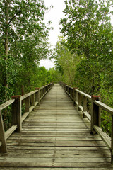 wooden bridge on mangrove forest
