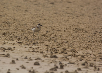 Lesser Sand Plover