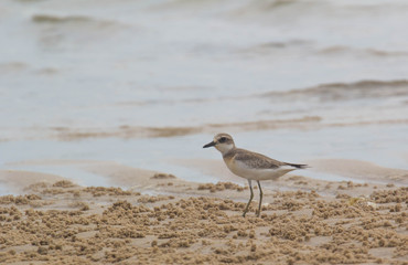 Lesser Sand Plover