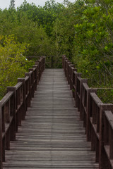 Fototapeta na wymiar wooden bridge on mangrove forest