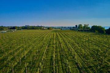 Aerial photography with drone. Grape plantation top view, Italy.