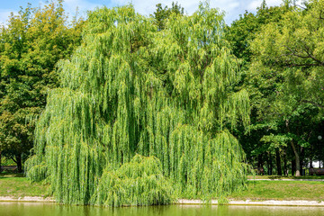 Weeping willow on The Bank of the Вig Novodevichy pond © oroch2