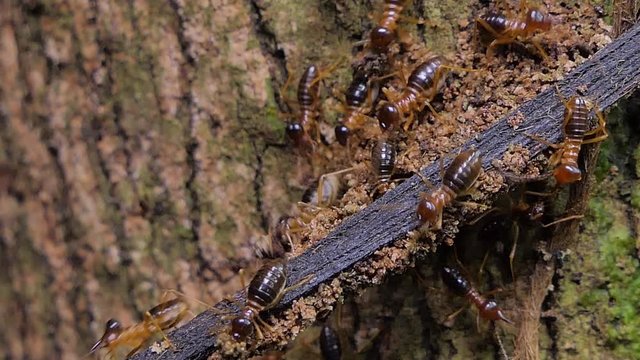 Crowd of termites (Macrotermes) on branch in tropical rain forest. 