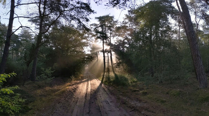 Sun shining through the forest around Hellendoorn