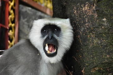 Wildlife And Nature