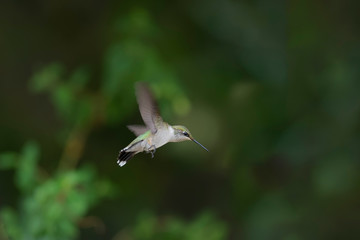 Dropping Pollen as She Flys