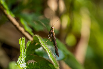 Thai bark mantis on the leaf