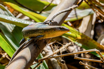 Skink looking for food in nature