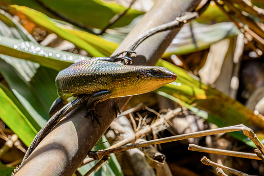 Skink looking for food in nature