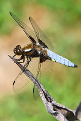 Big blue dragonfly sitting on aloe leaf.
