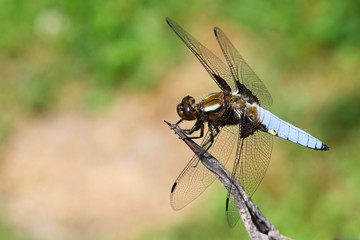 Big blue dragonfly sitting on aloe leaf.