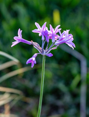 Fototapeta premium Violet Wildflowers