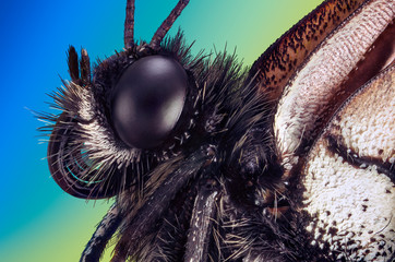 Extreme macro portrait of a butterfly Aporia crataegi taken with two lenses as one lens, stacked...