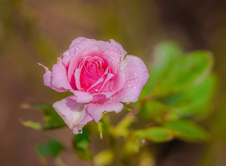 Sweet color of roses flower