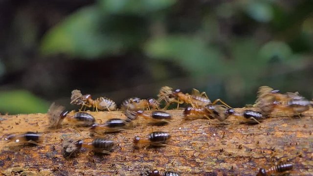 Crowd of termites (Macrotermes) on branch in tropical rain forest. 