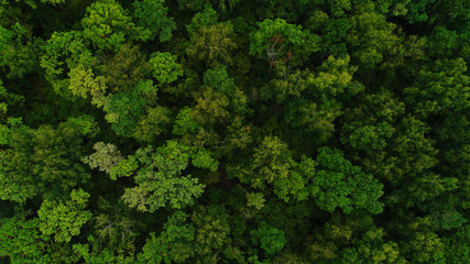bird's-eye view of deciduous forest