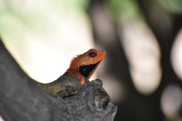 Chameleon