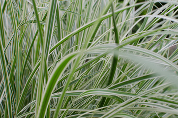 Arundo Donax Var Natural Plant