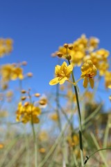 Obraz premium Blooming after Summer rains in the margins of 29 Palms is a component of Southern Mojave Desert native plant communities casually referred to as Desert Senna, botanically organized under Senna Armata.