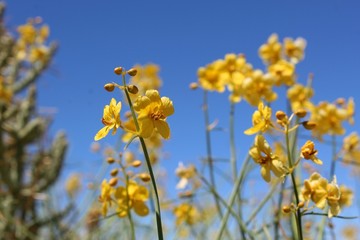 Blooming after Summer rains in the margins of 29 Palms is a component of Southern Mojave Desert native plant communities casually referred to as Desert Senna, botanically organized under Senna Armata.