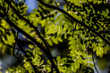 green leaves of tree