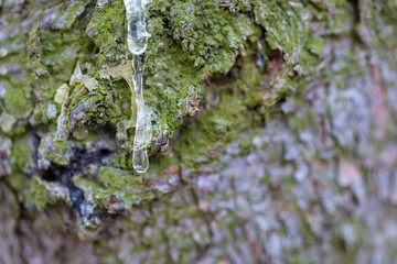 Fresh resin leaking from the bark of a tree