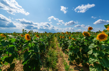 Field of ripening sunflowers on a beautiful sunny day