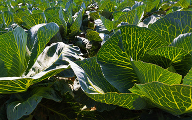 Cabbage growing in the field, backlit by the sun