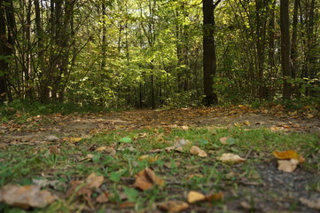 autumn in the forest